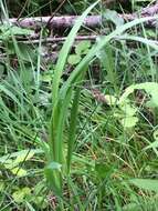 Image of scrabrous black sedge