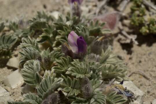 Plancia ëd Oxytropis oreophila var. juniperina S. L. Welsh