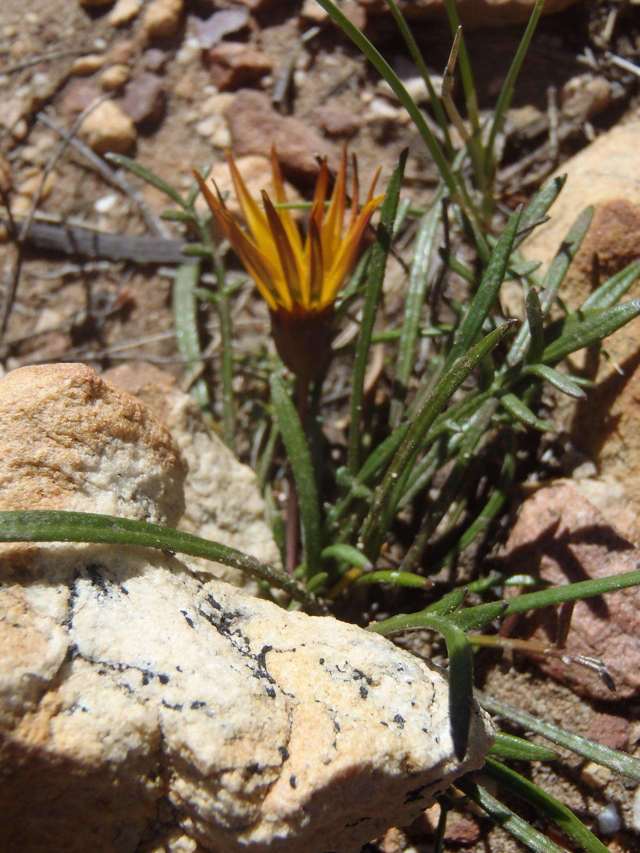 Image of Gazania krebsiana subsp. krebsiana