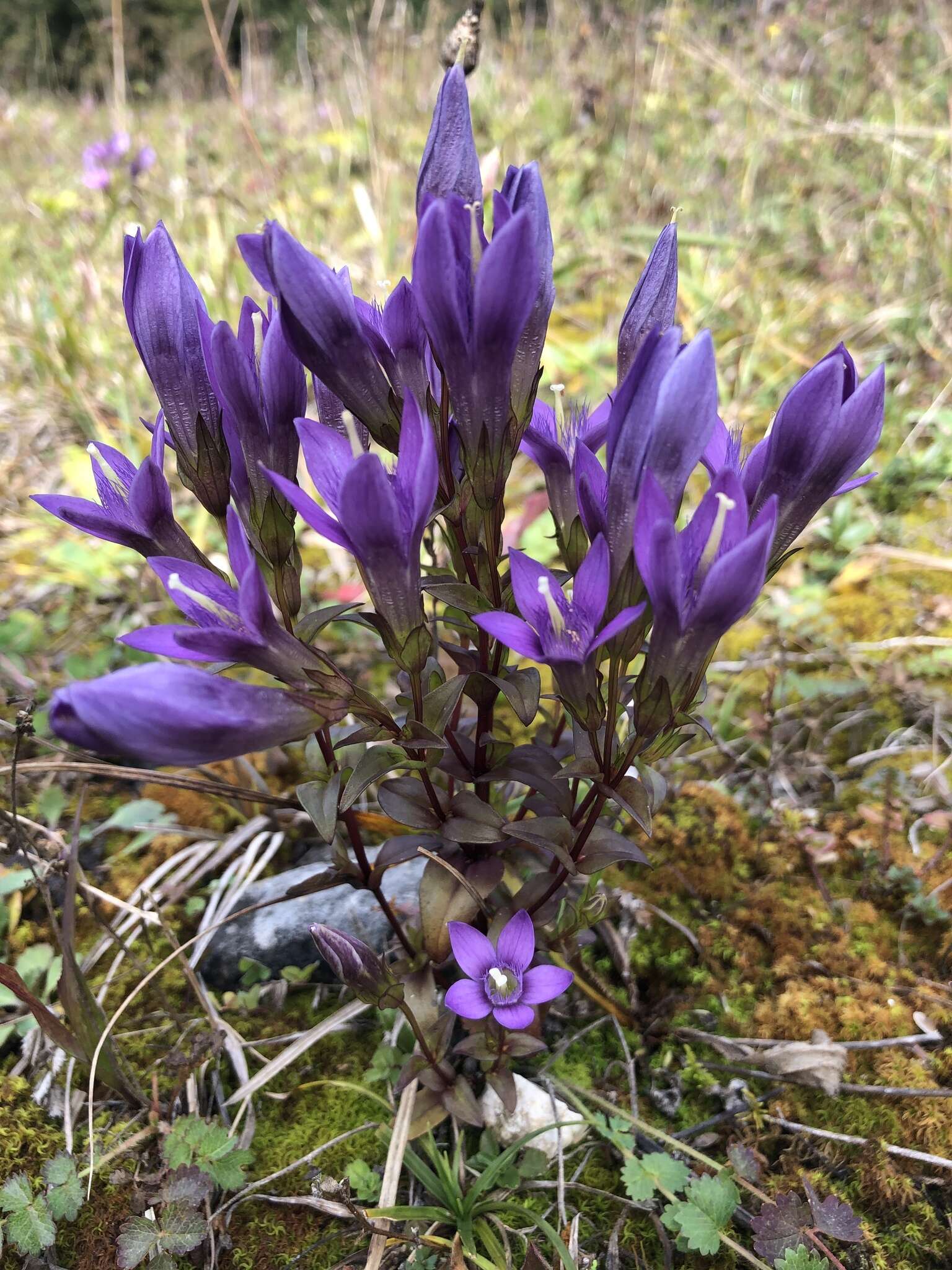 Imagem de Gentianella germanica (Willd.) E. F. Warburg