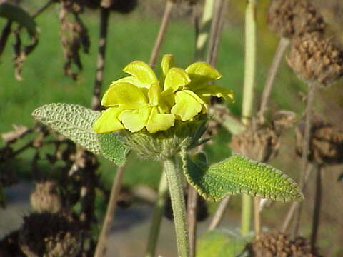 Image of shrubby Jerusalem sage