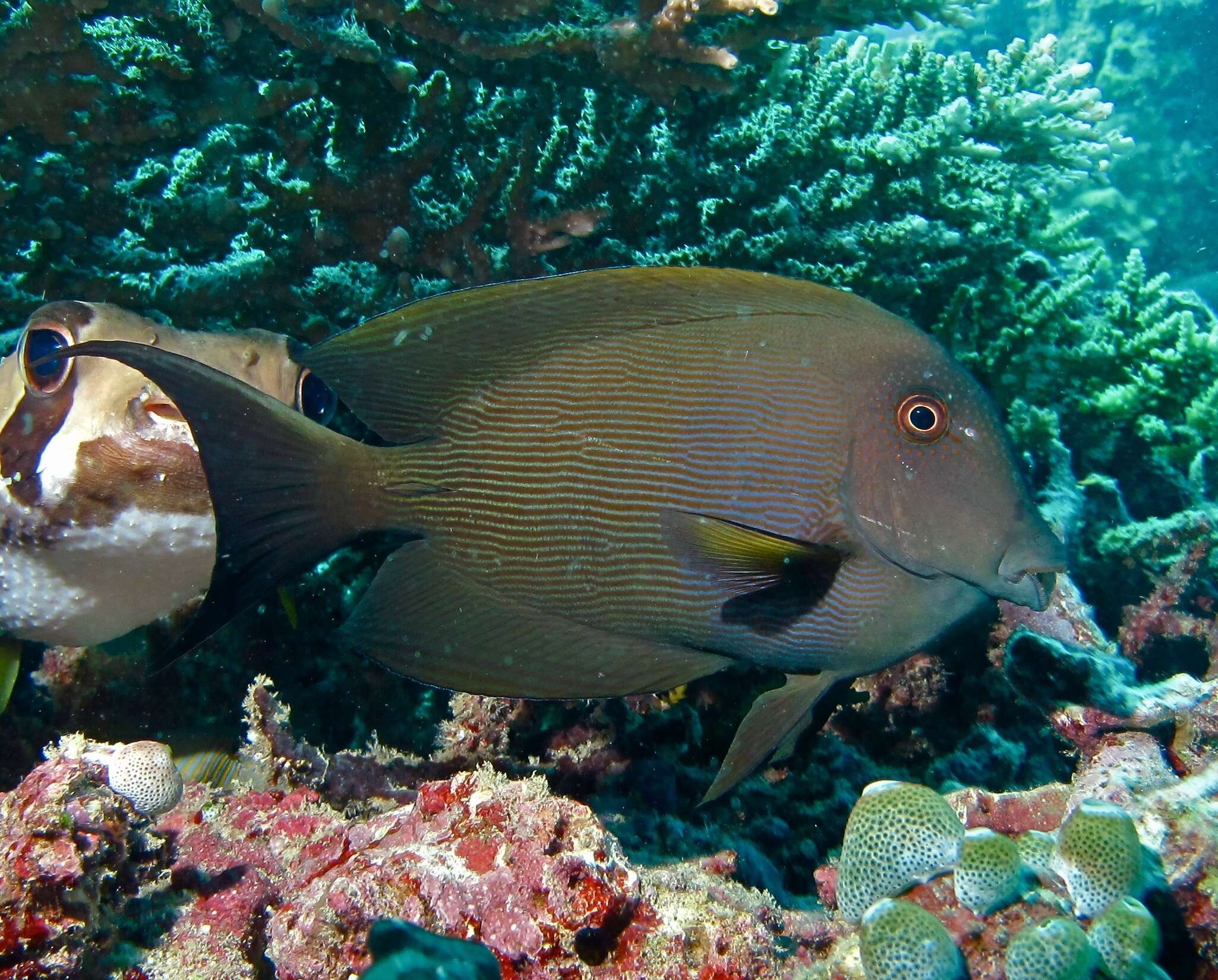 Image of Bristle-toothed Surgeonfish