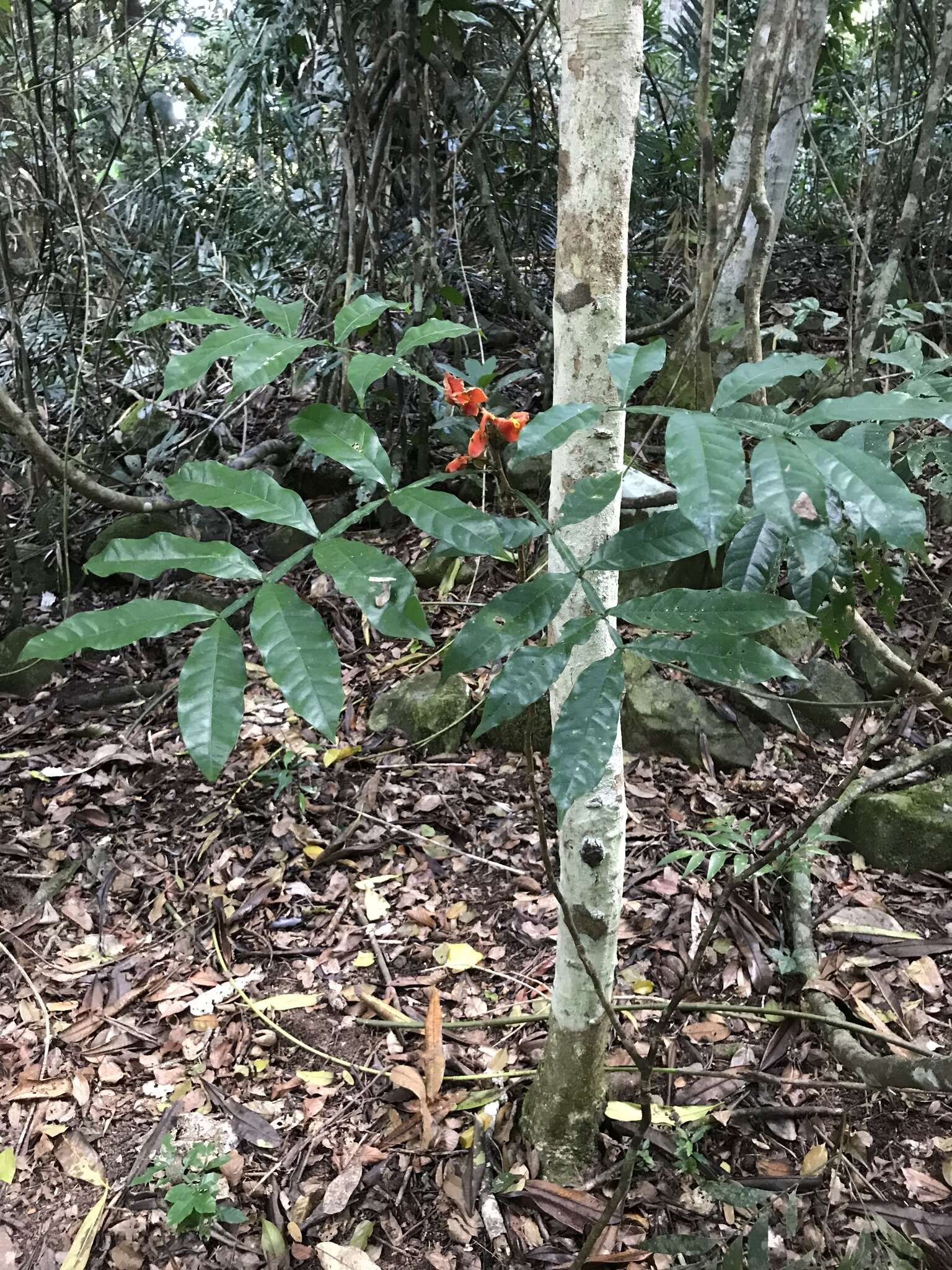 Image of Harpullia frutescens F. M. Bailey