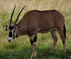 Image of Fringe-eared oryx