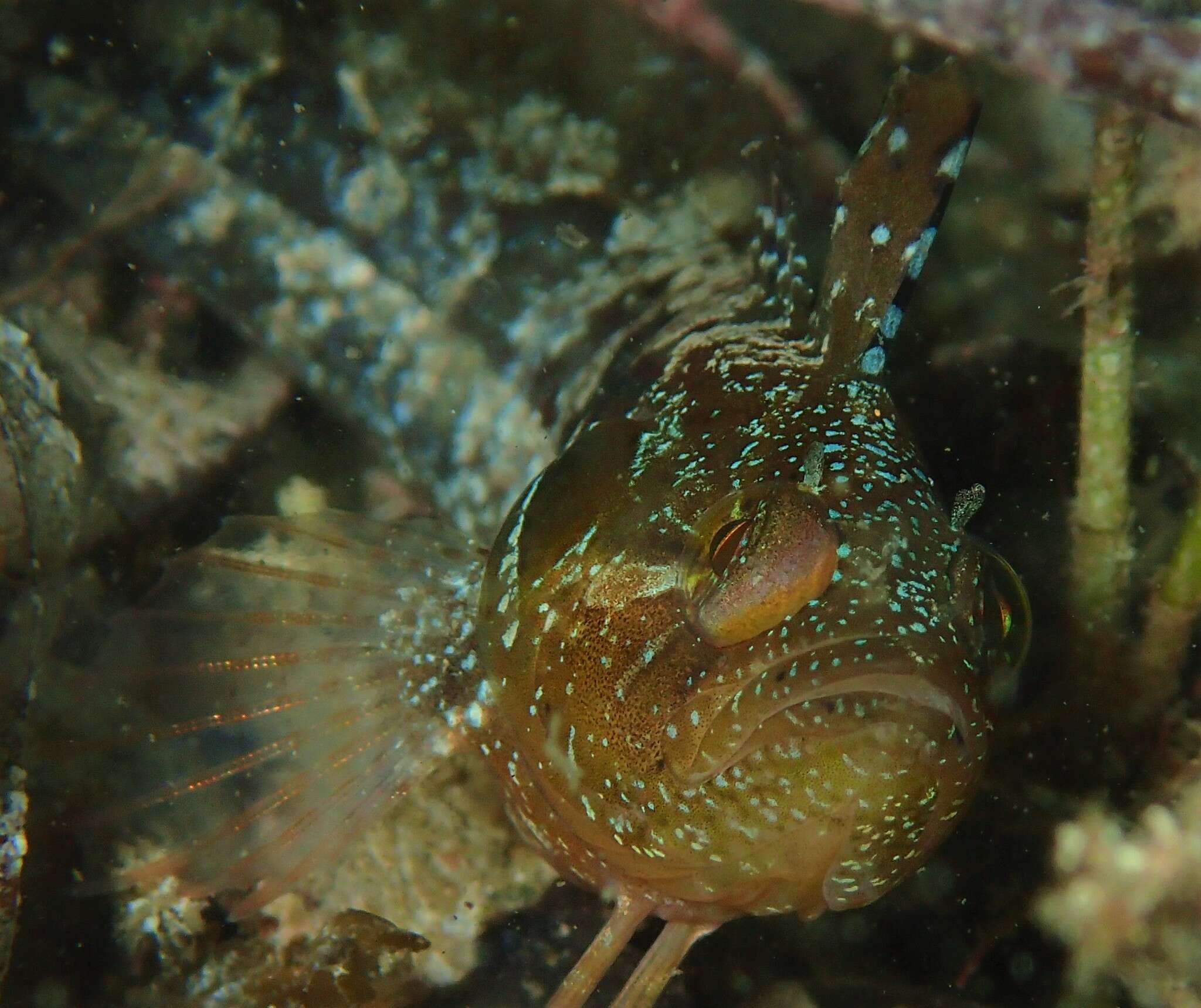 Image of Adelaide weedfish