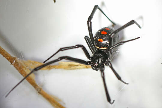 Latrodectus variolus Walckenaer 1837的圖片