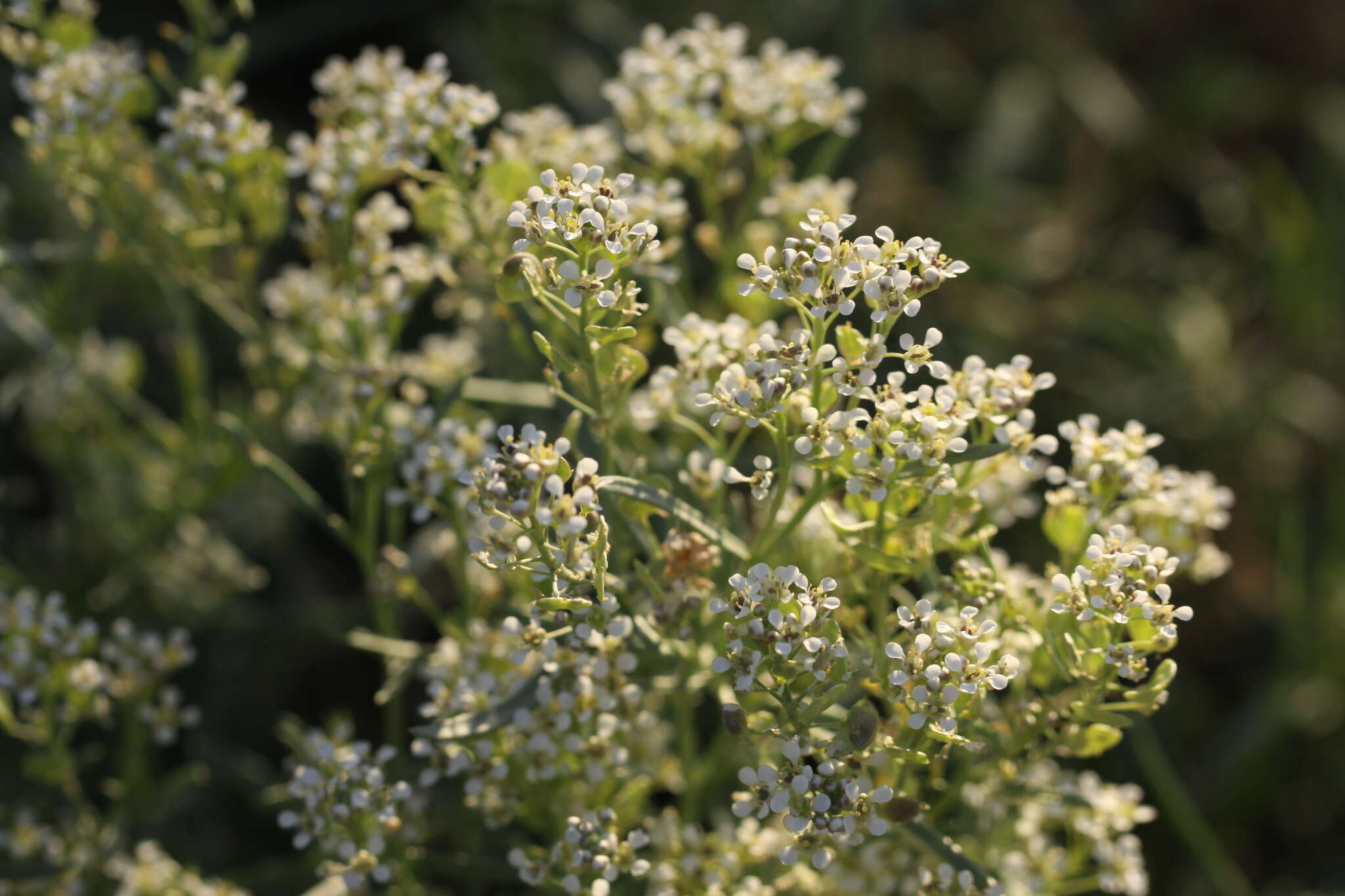 Image de Lepidium fremontii S. Watson