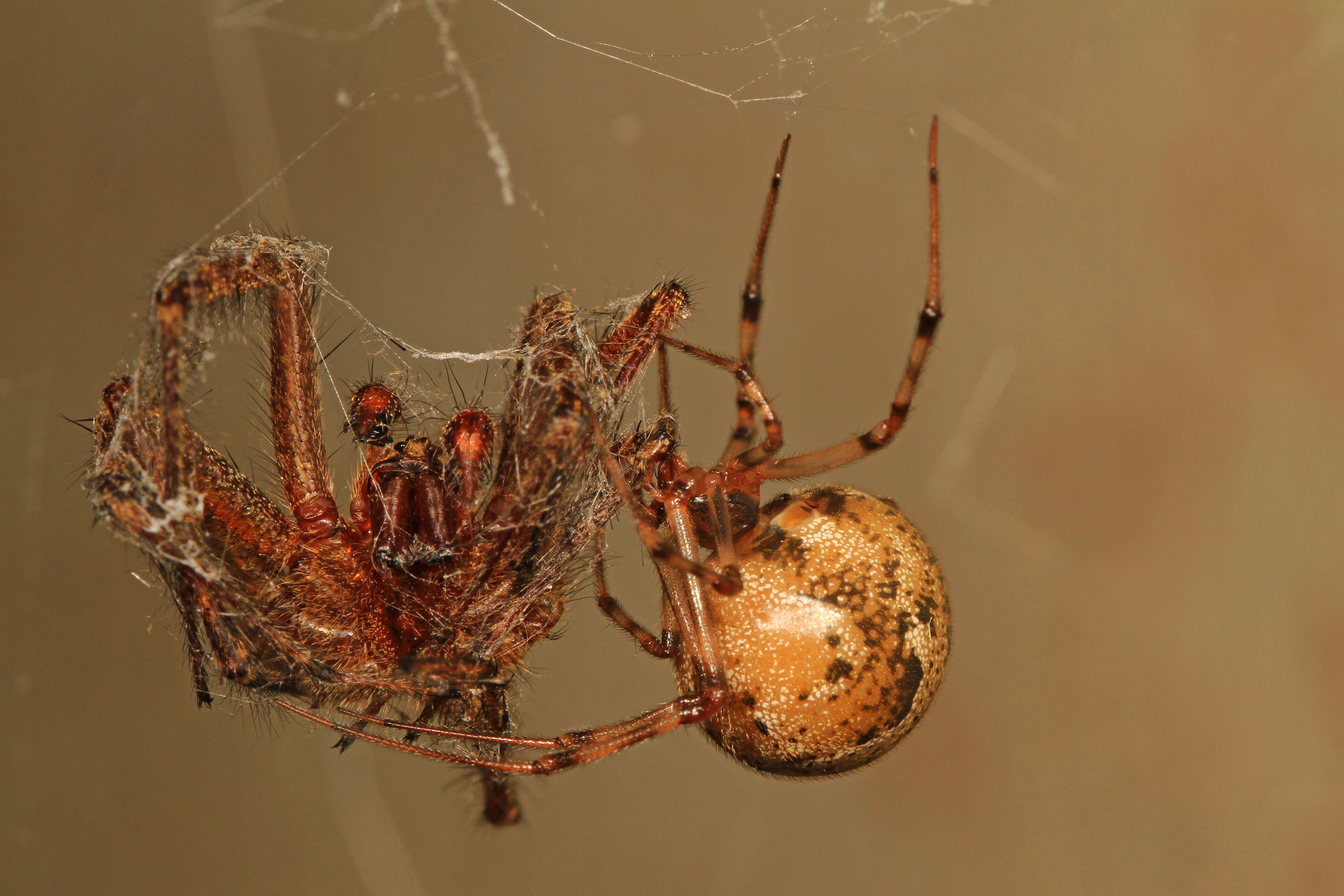 Image of Parasteatoda