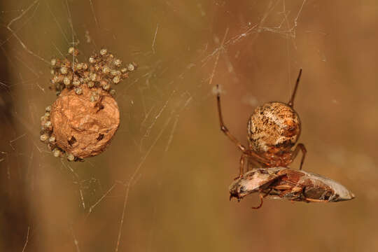 Image of Parasteatoda