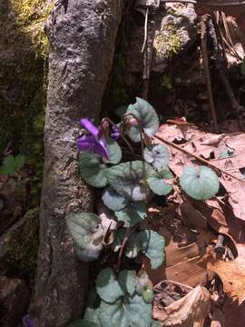 Imagem de Viola hirsutula Brainerd