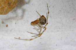 Image of Parasteatoda