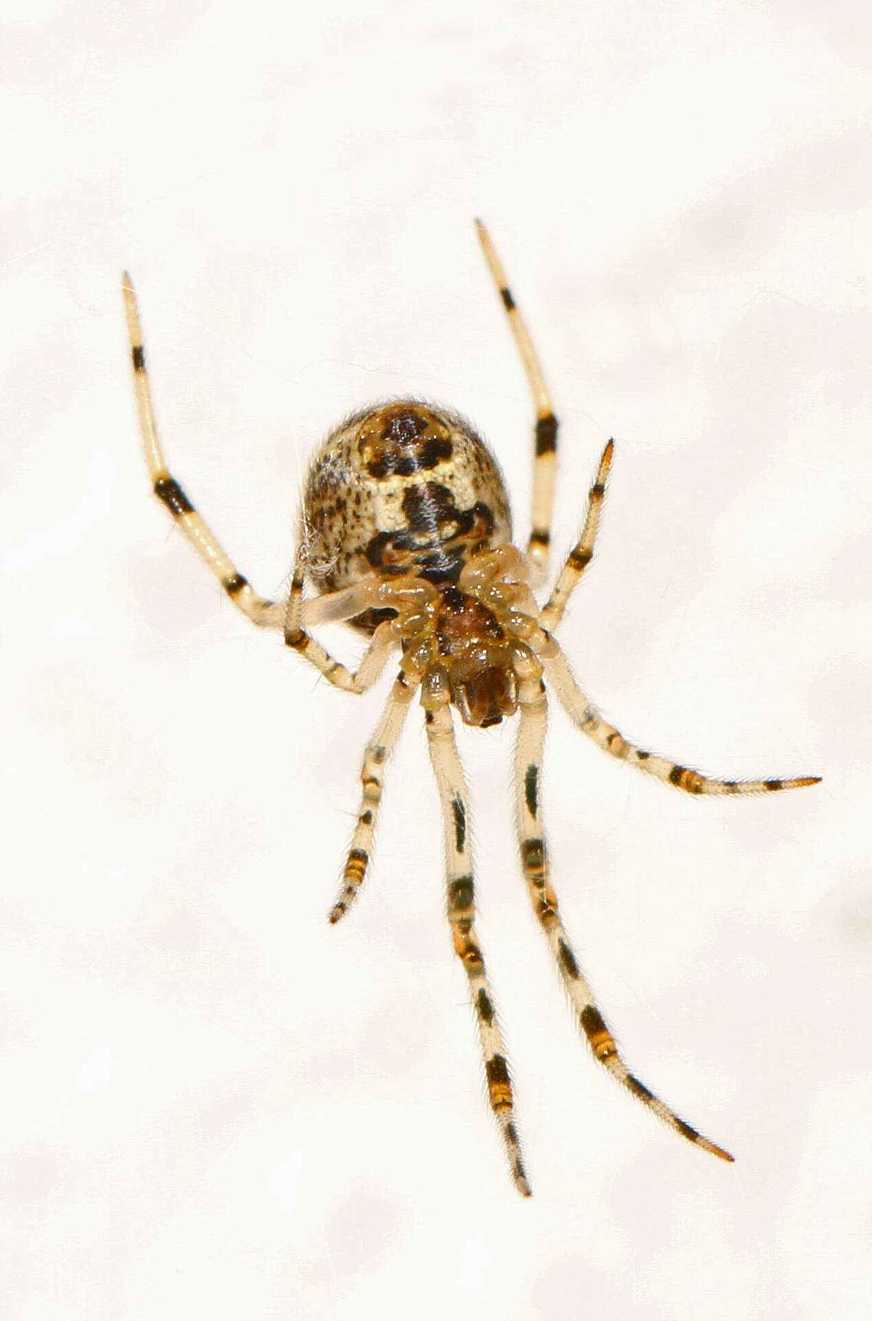 Image of Parasteatoda