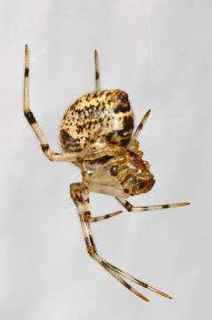 Image of Parasteatoda