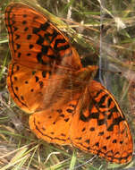 Image of Speyeria nokomis apacheana Skinner 1918