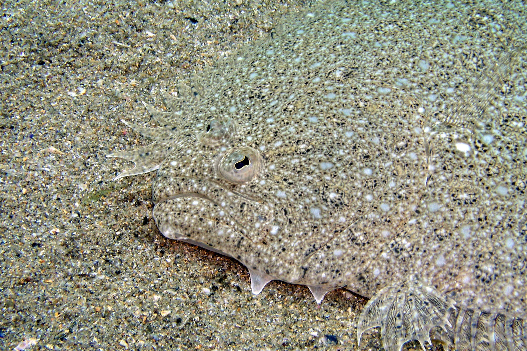 Image of False brill