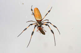 صورة Argyrodes nephilae Taczanowski 1873