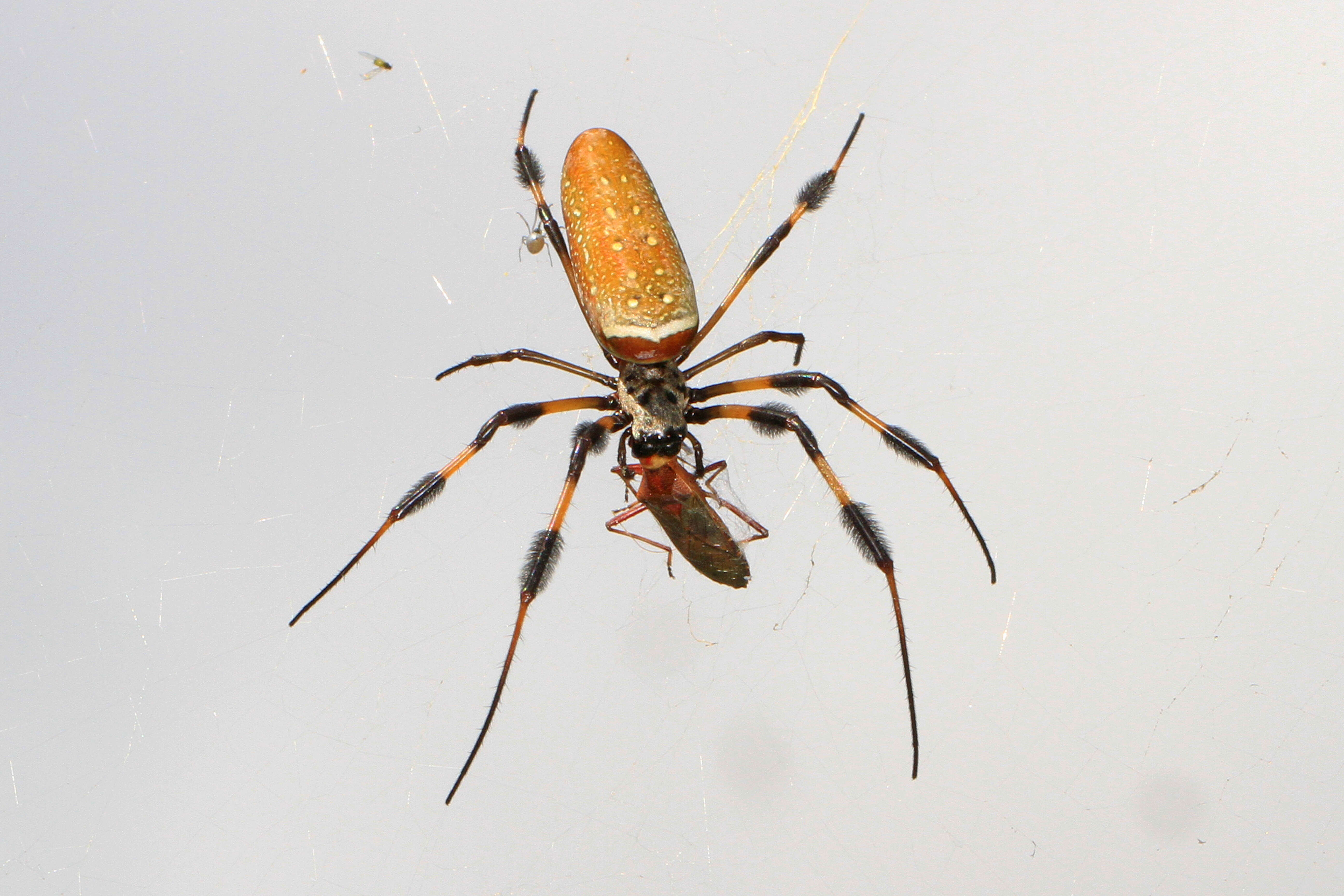 Argyrodes nephilae Taczanowski 1873 resmi