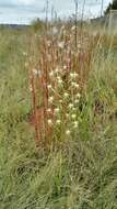 Image de Habenaria nyikana Rchb. fil.