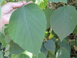 Image of paper mulberry