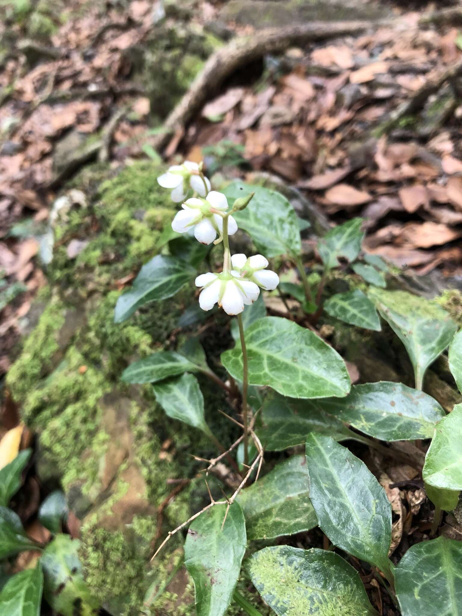 Image of Pyrola alboreticulata Hayata