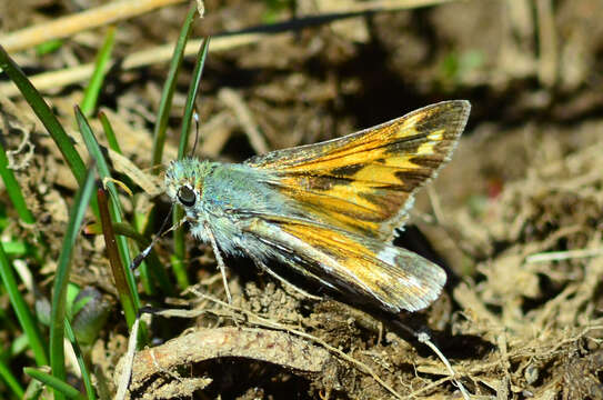 Image of Juba Skipper