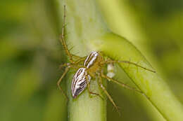 Image of Striped Lynx