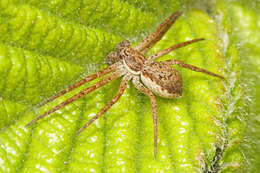 صورة Philodromus dispar Walckenaer 1826