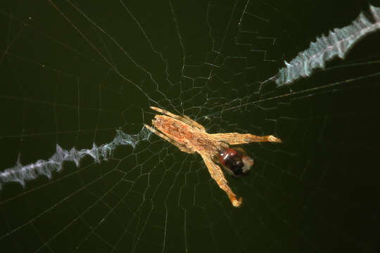 Image of Uloborus glomosus (Walckenaer 1841)