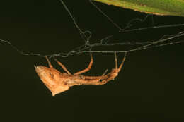 Image of Uloborus