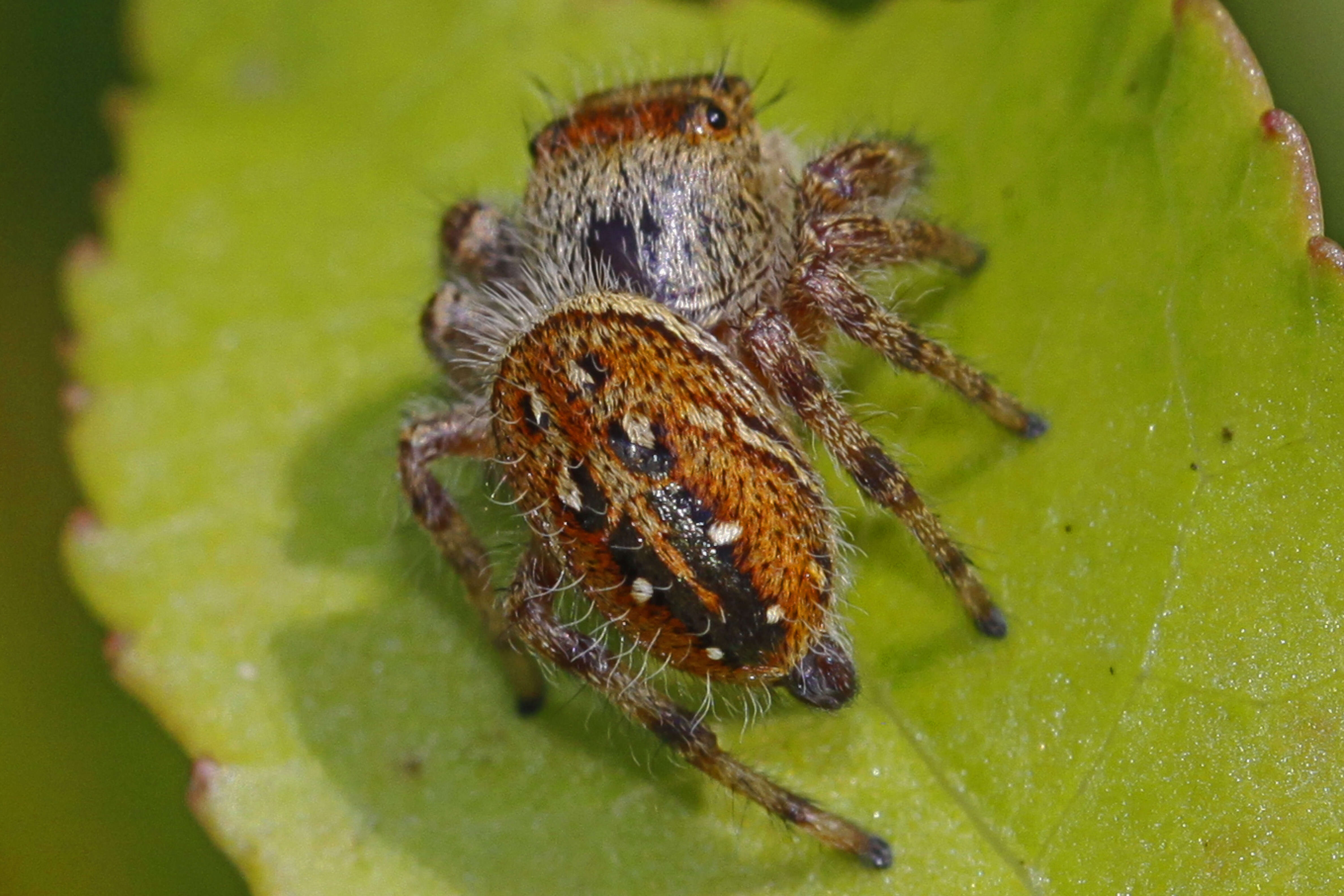 Plancia ëd Phidippus whitmani Peckham & Peckham 1909