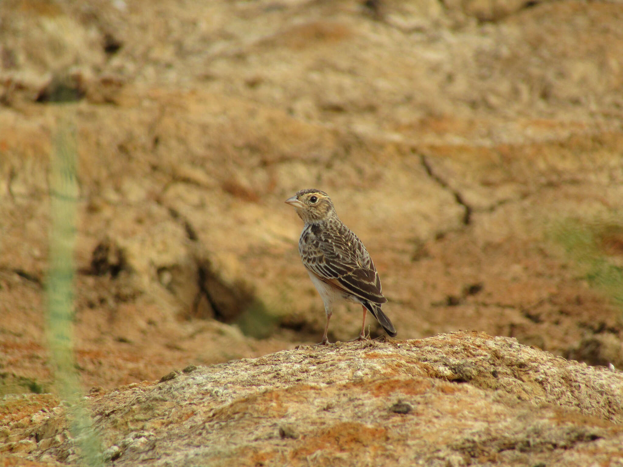 Image of Australasian Lark