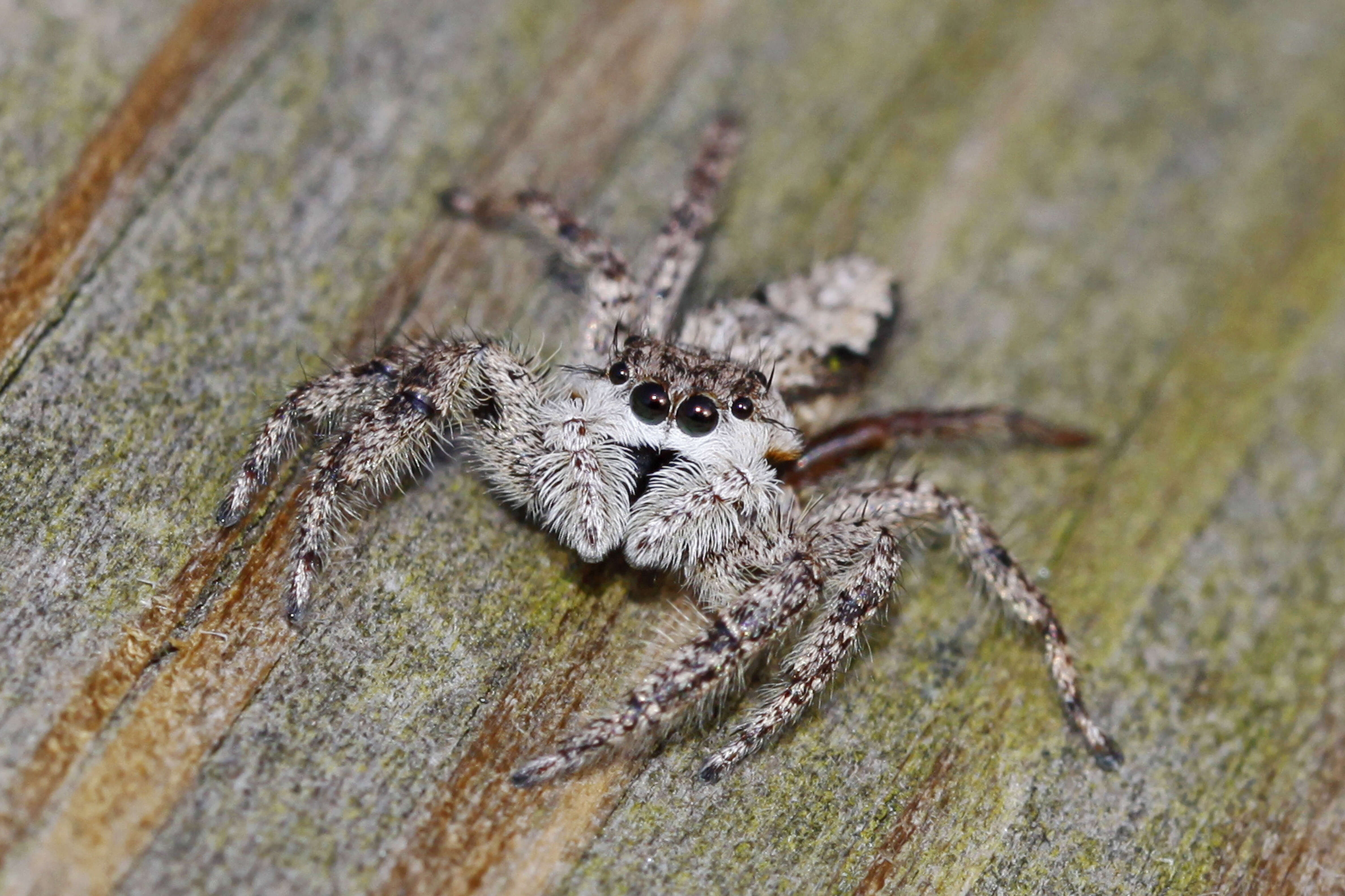 Image of Platycryptus