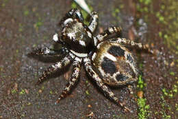 Image of Twinflagged Jumping Spider