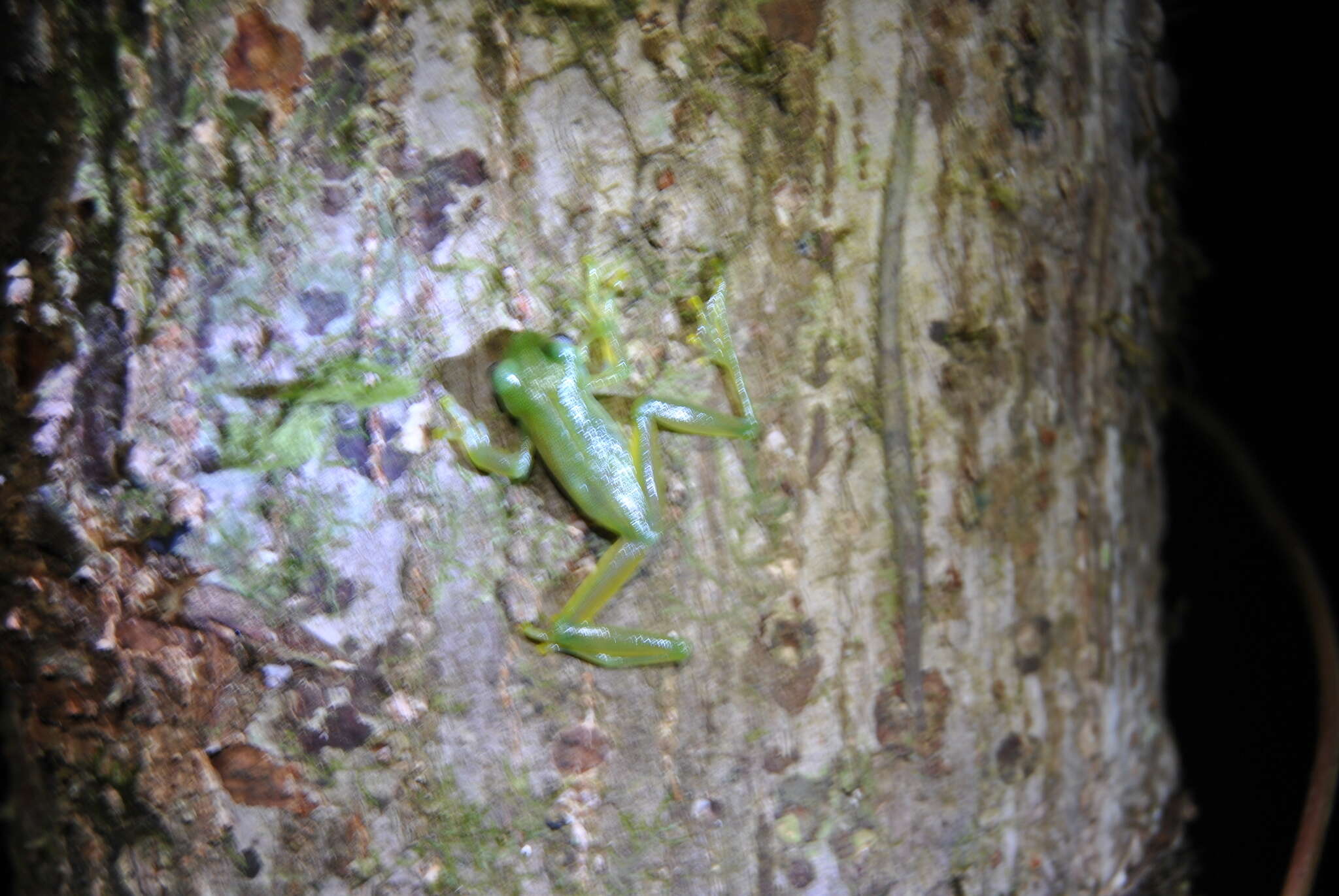 Image of Dwarf Glassfrog