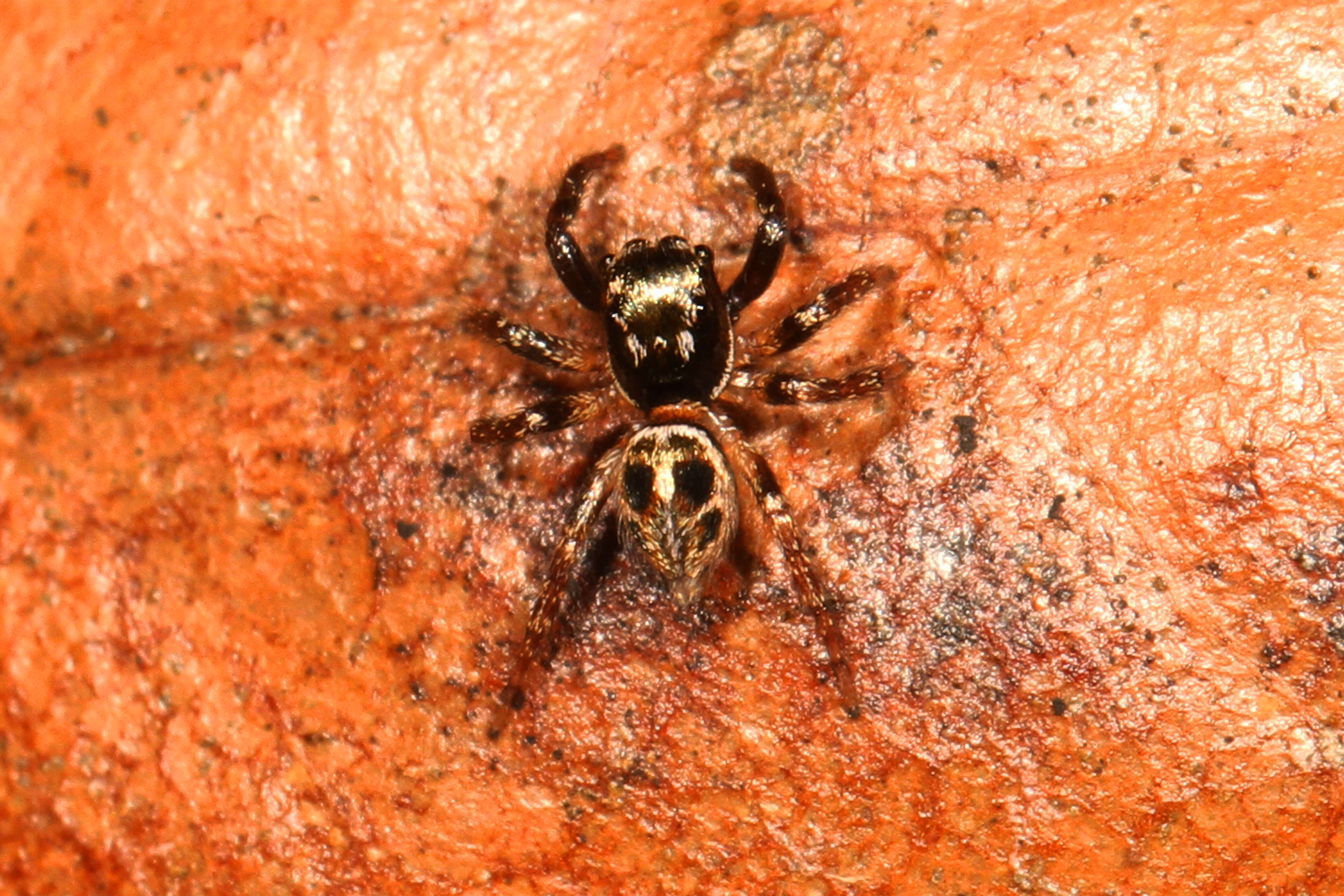 Image of Twinflagged Jumping Spider