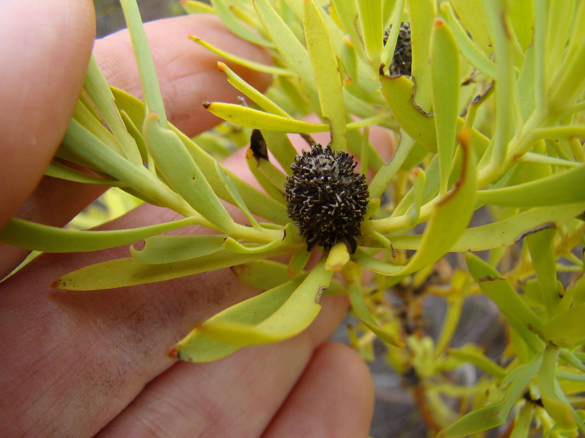 Image of Common Sunshine Conebush