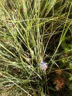 Image of Lactuca tenerrima Pourr.