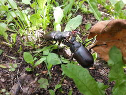 Image of Stag beetle