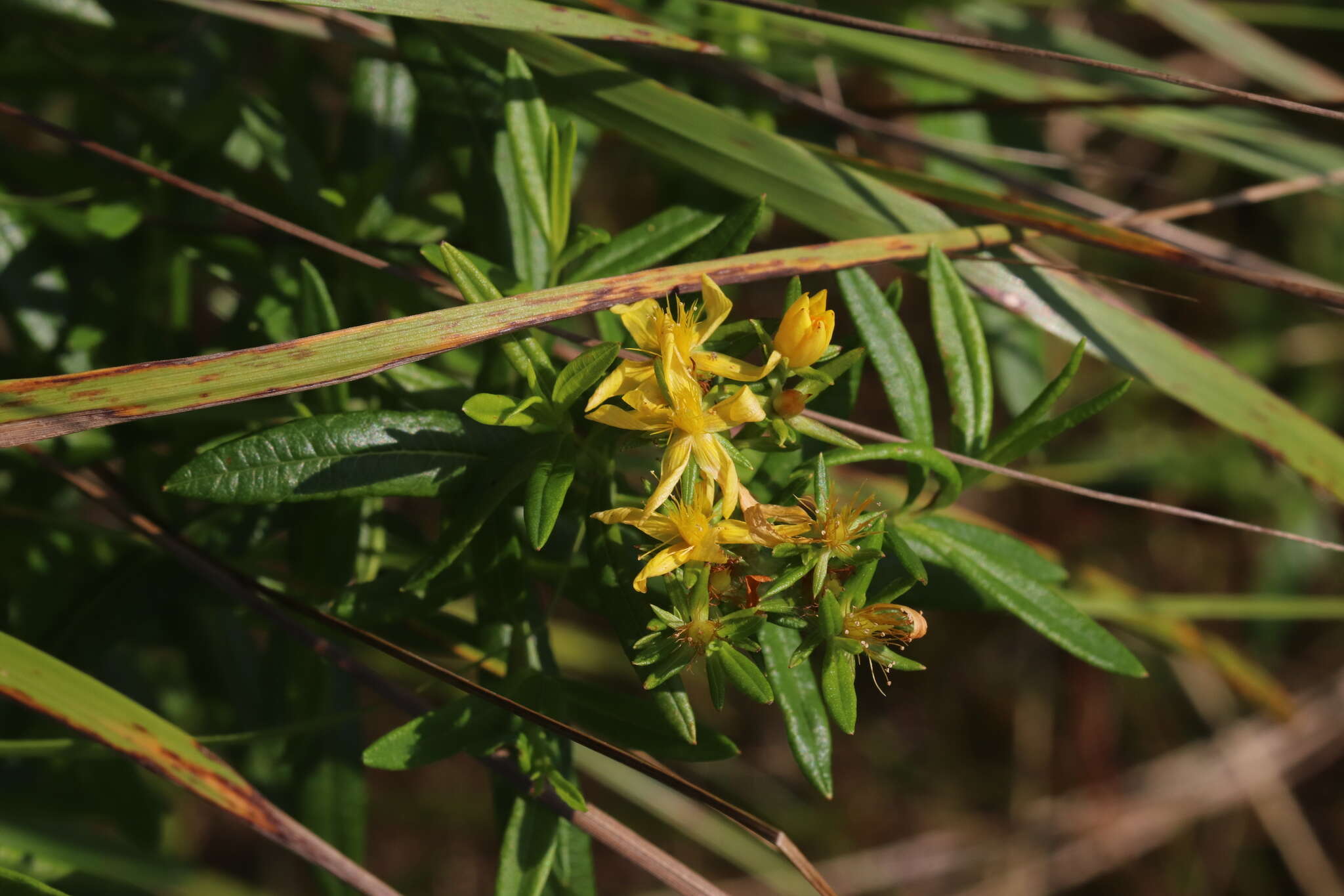 Sivun Hypericum adpressum W. C. P. Barton kuva