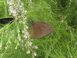 Image of Euploea tulliolus ledereri Felder 1860