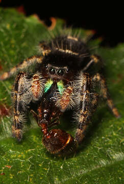 Phidippus audax (Hentz 1845) resmi