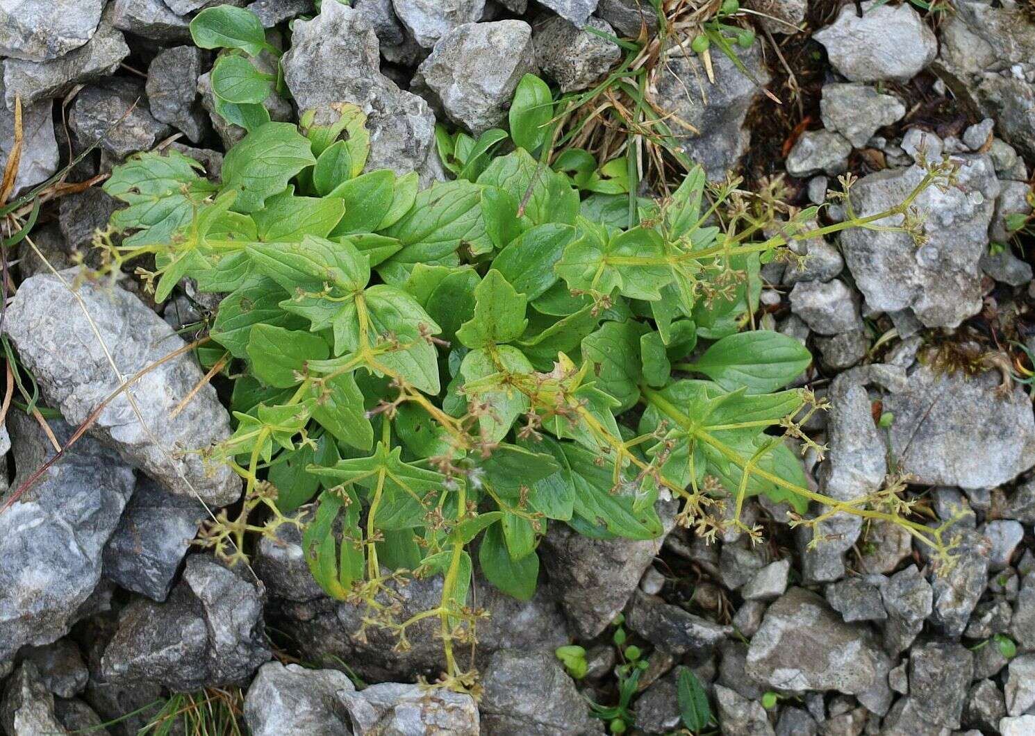 Image de Valeriana elongata Jacq.