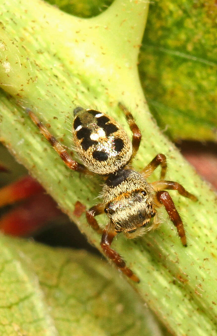 Image of Phidippus princeps (Peckham & Peckham 1883)