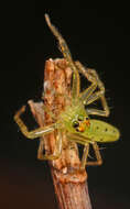 Image of Magnolia Green Jumper