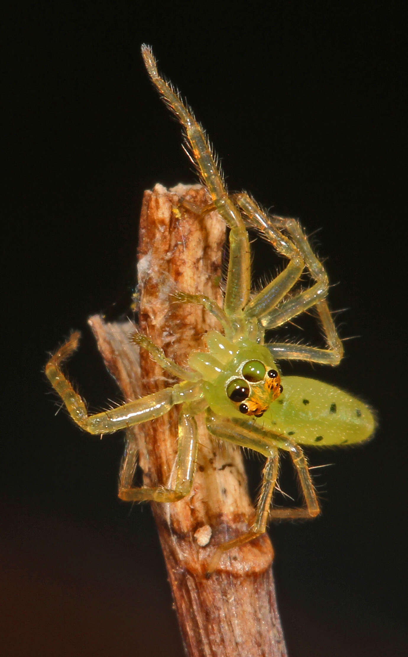 Image of Magnolia Green Jumper