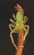 Image of Magnolia Green Jumper