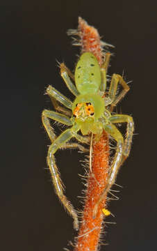 Image of Magnolia Green Jumper