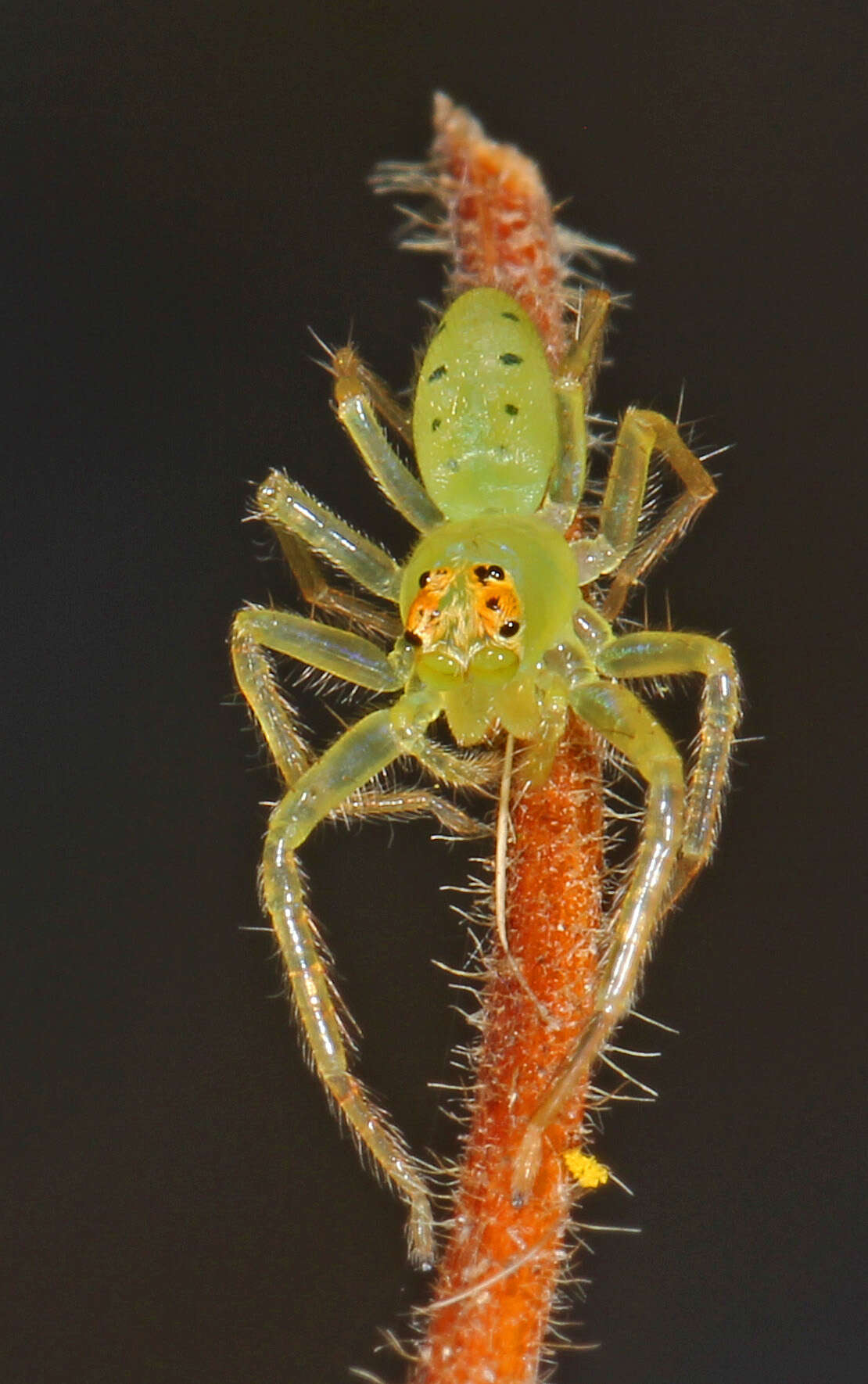 Image of Magnolia Green Jumper