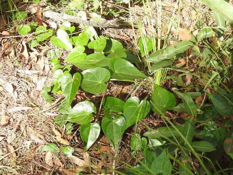 Image of Sarcopetalum harveyanum F. Müll.