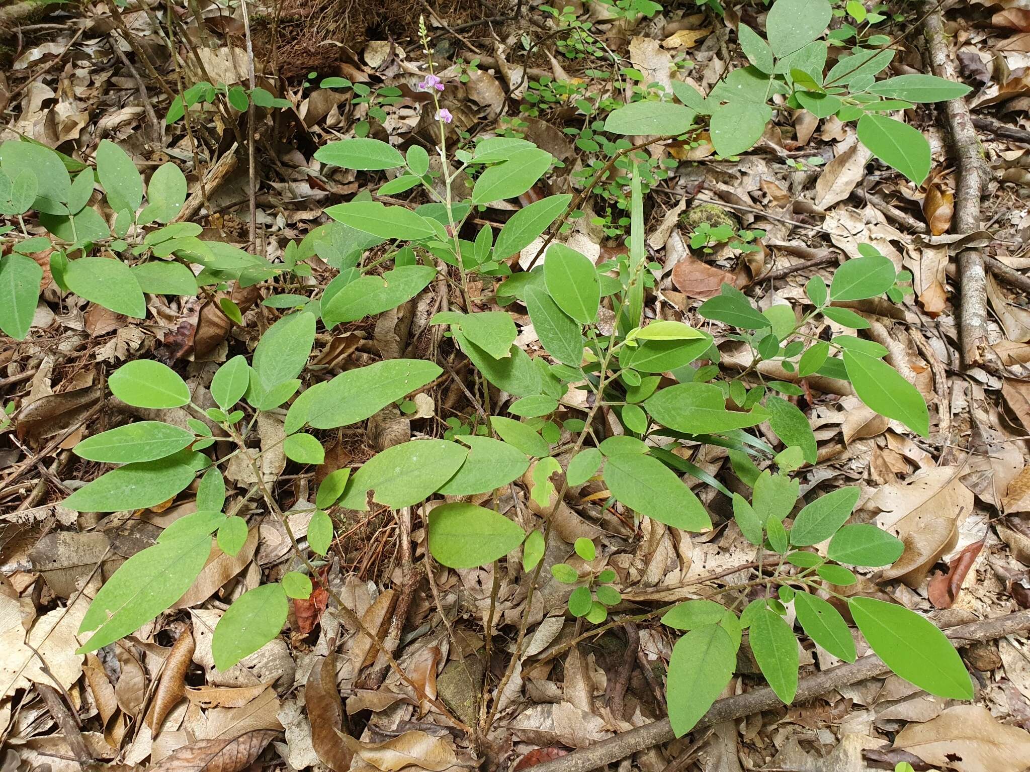 Image of Grona nemorosa